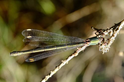 Chalcolestes viridis